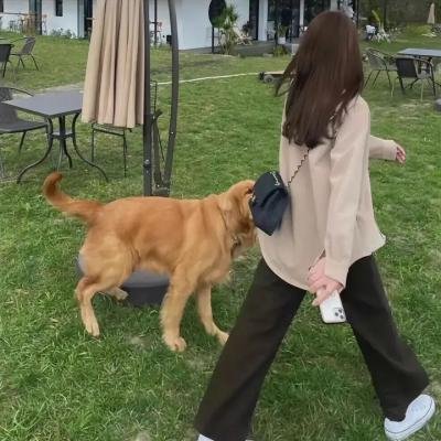 黄飞鸿之铁血十三姨